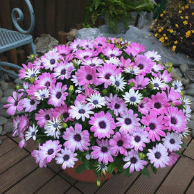 Mixrug African Daisy seeds 148pcs pack, back view with labeling for easy reference.