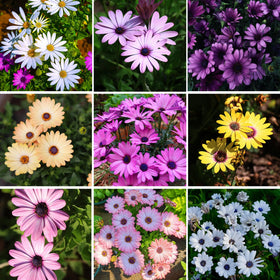 Mixrug African Daisy seeds 148pcs pack, front view, ready for planting in sunny beds.