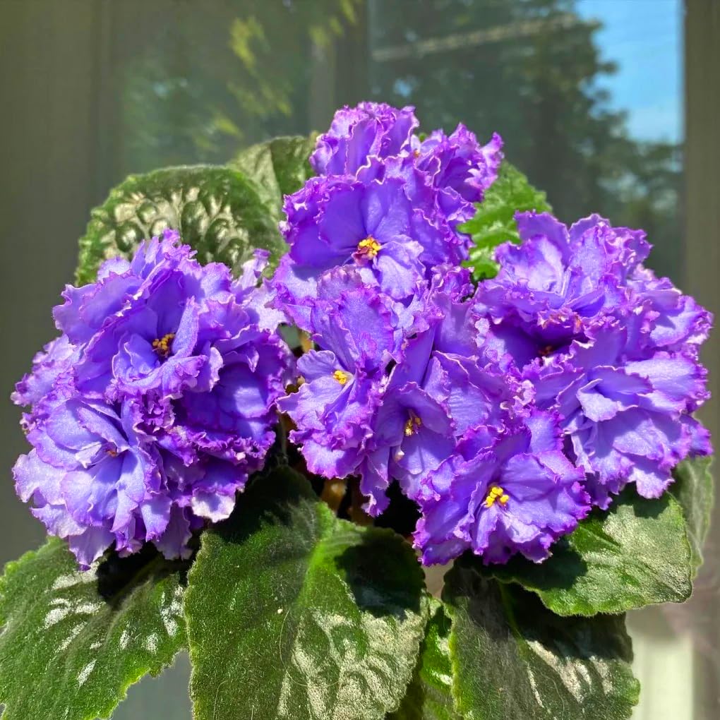 Mixrug African Violet blooms brighten garden beds in warm sun.