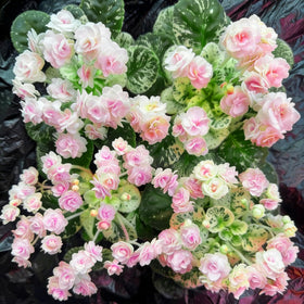 Mixrug African Violet heirloom seeds nurture garden heritage.