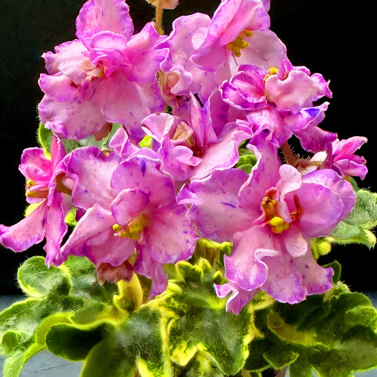 Mixrug African Violet dried flower arrangements add natural beauty to décor.
