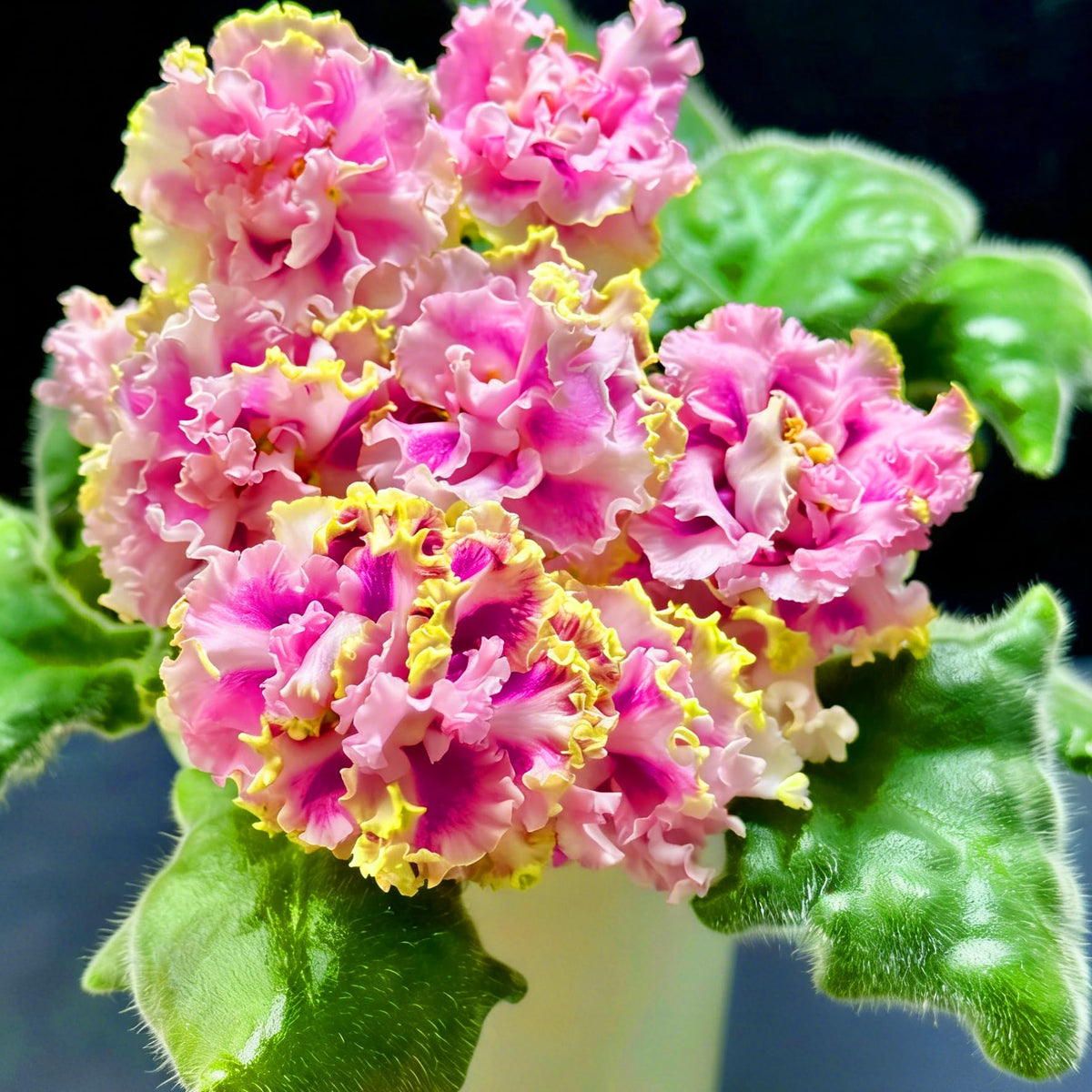 Mixrug African Violet blooms emit a gentle fragrance during full bloom, attracting pollinators.
