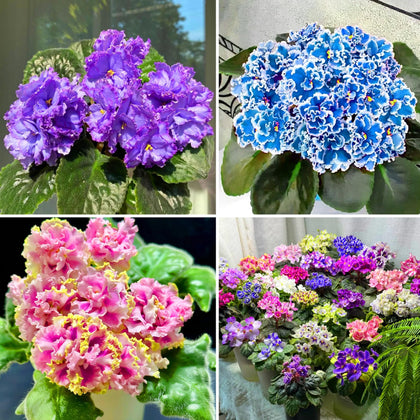 Mixrug African Violet seeds pack close-up for easy sowing and colorful blooms.