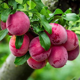 Mixrug American Red Plum seeds close-up for home garden planting and orchard planning.