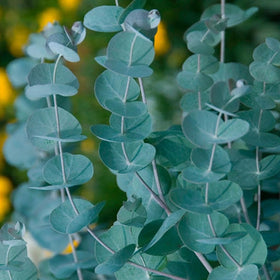 Mixrug aromatic eucalyptus leaves ready for fresh or dried use