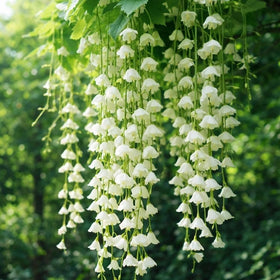Mixrug balcony garden with jasmine vines on a trellis