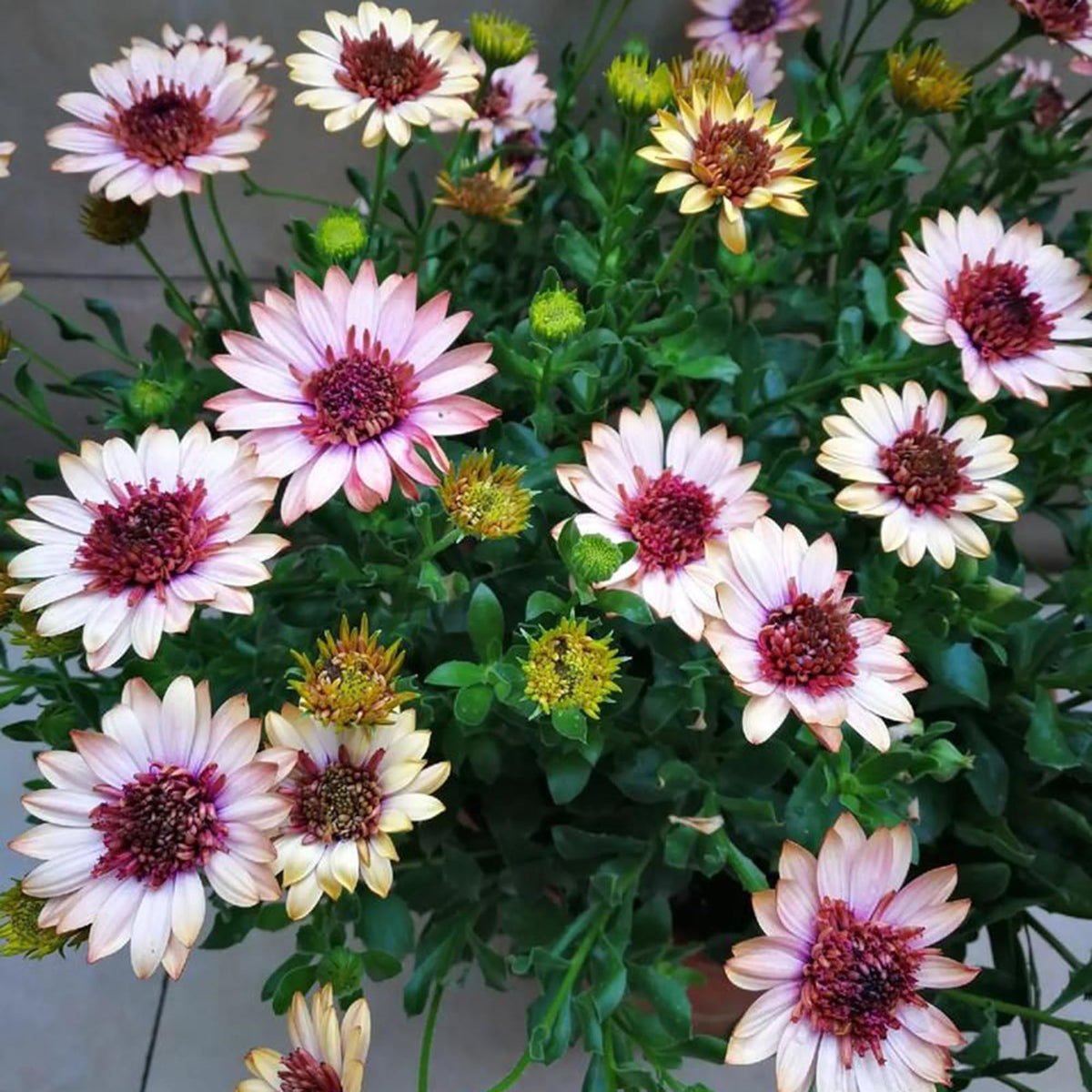 Mixrug Blooming daisies attract butterflies and bees for lively gardens.