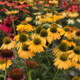 Mixrug bee-friendly echinacea inviting pollinators to your garden.