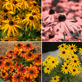 Mixrug black-eyed-susan seeds close-up showing vibrant blooms for sunny borders.