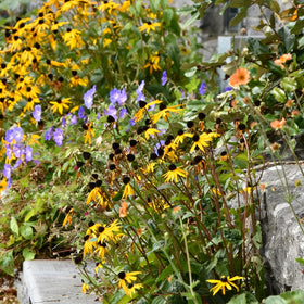 Mixrug perennial blooms ready to brighten cottage gardens and beds.