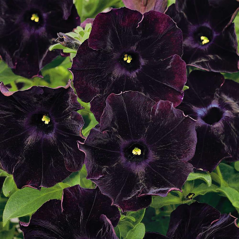 Mixrug black petunia seeds for easy sowing in borders or containers.