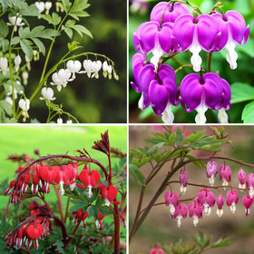 Mixrug bleeding heart seeds packet ready for outdoor planting to attract pollinators.