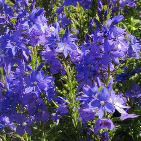 Mixrug blue flower spikes from Veronica seeds add color along borders.