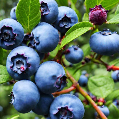 Mixrug blueberry seeds packaging closeup for organic gardening beginners.