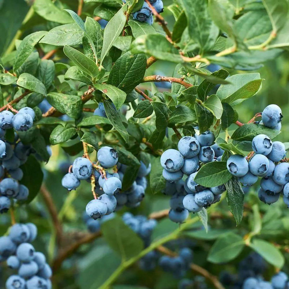 Mixrug blueberries ready to snack, showcasing nutrient-dense treats from homegrown berries.