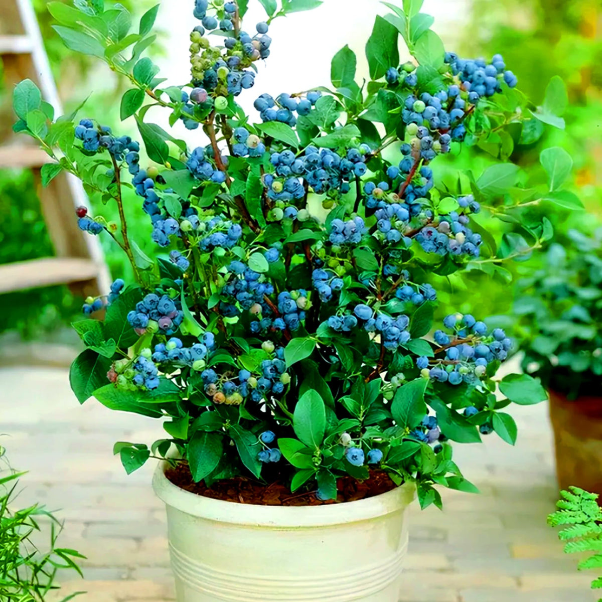 Mixrug blueberry bush with developing fruit signals a rewarding perennial harvest.