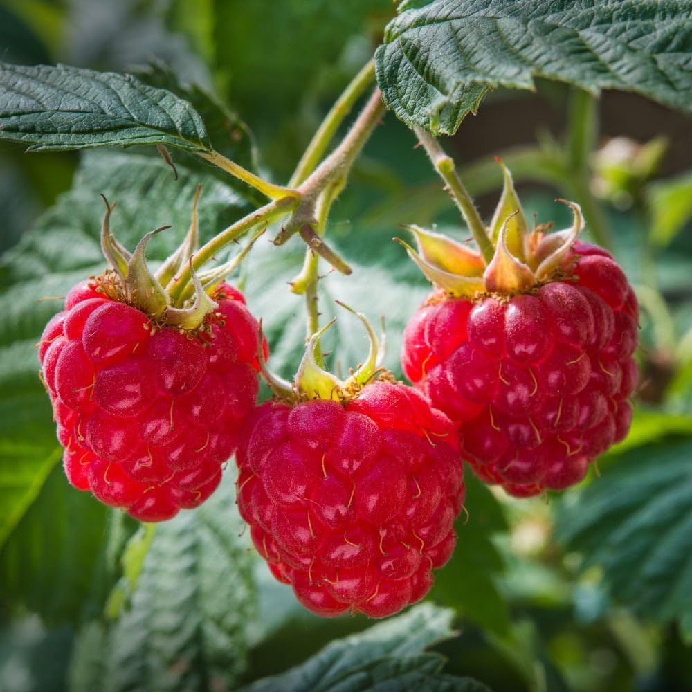 Mixrug blueberry seeds close-up ready for backyard harvests