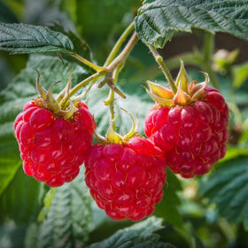 Mixrug blueberry seeds close-up ready for backyard harvests