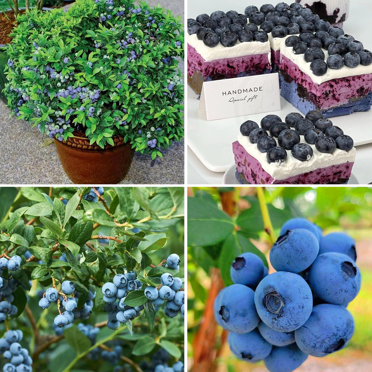 Mixrug blueberry seeds germinating in moist soil signals a promising perennial harvest.