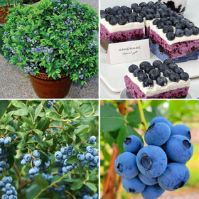 Mixrug blueberry seeds germinating in moist soil signals a promising perennial harvest.