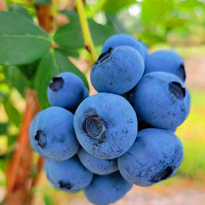 Mixrug blueberry seeds pack ready for easy home planting and fresh berries.