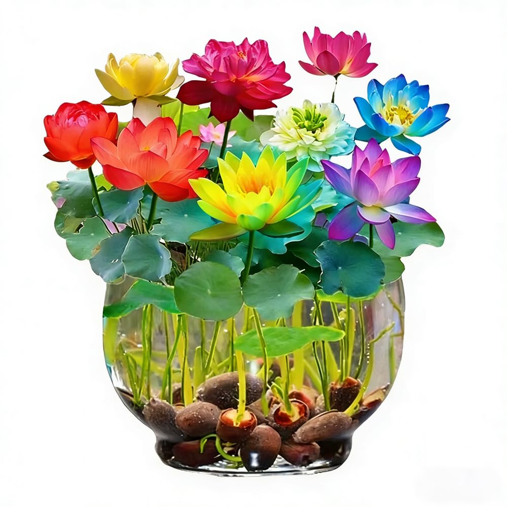 Mixrug bonsai lotus seeds ready to sprout in a home pond display