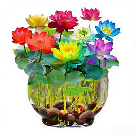 Mixrug bonsai lotus seeds ready to sprout in a home pond display