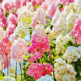 Mixrug border planting hydrangeas for durable seasonal color in gardens