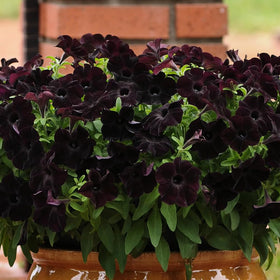 Mixrug bulk 300 seeds for large planters and expansive garden displays.