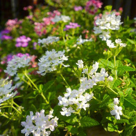 Mixrug butterflies bees on verbena captures pollinator-friendly garden appeal.