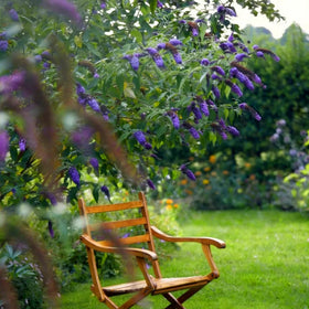Mixrug butterfly bush seeds fragrance hints while blooming attract pollinators.