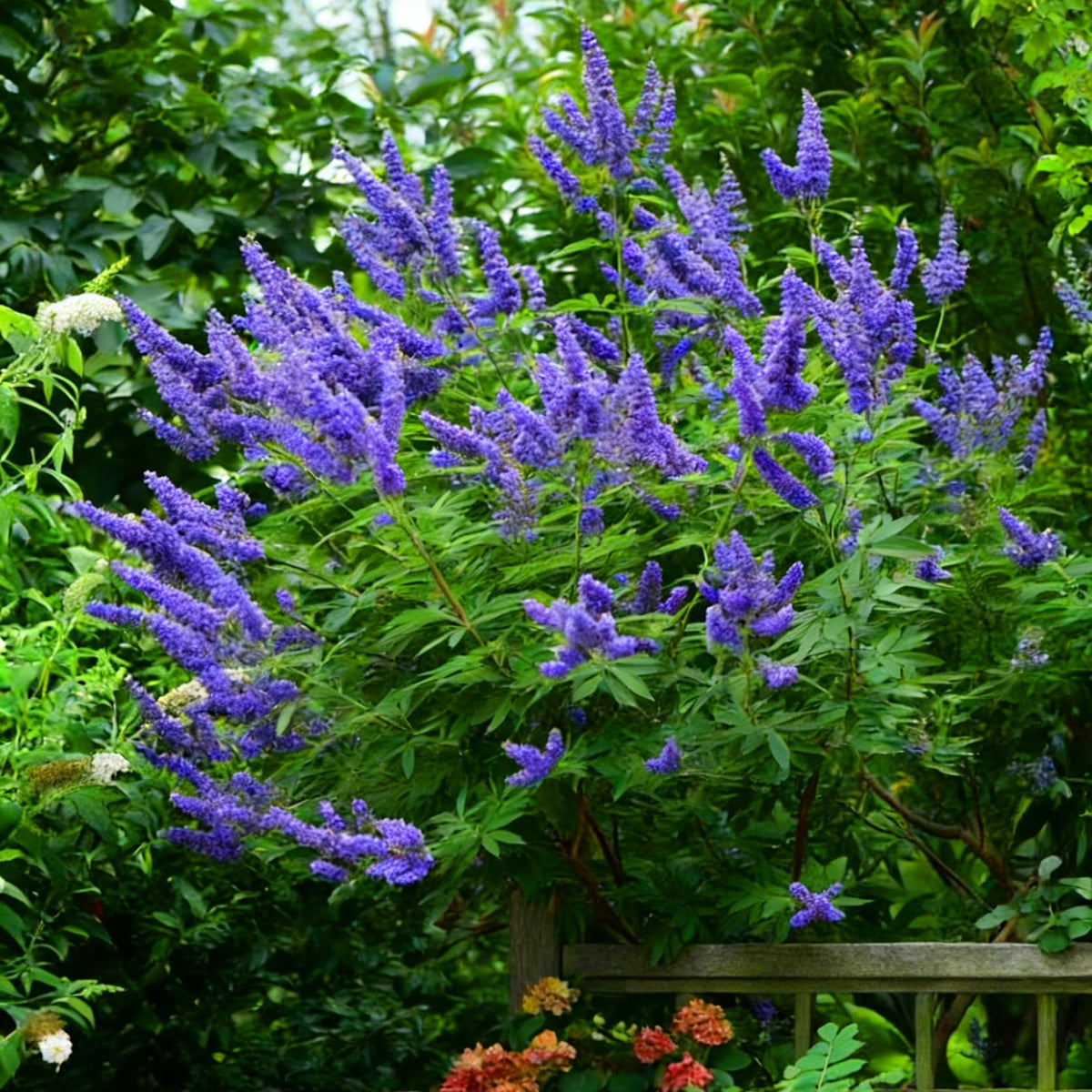 Mixrug butterfly bush seeds heirloom selection encourages traditional flower heritage.