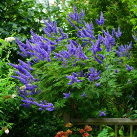 Mixrug butterfly bush seeds heirloom selection encourages traditional flower heritage.
