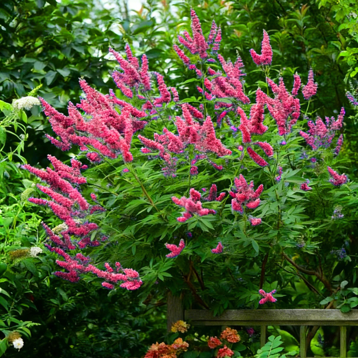 Mixrug butterfly bush seeds non-gmo option for heirloom-style garden appeal.