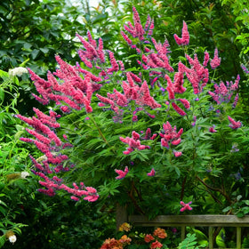 Mixrug butterfly bush seeds non-gmo option for heirloom-style garden appeal.
