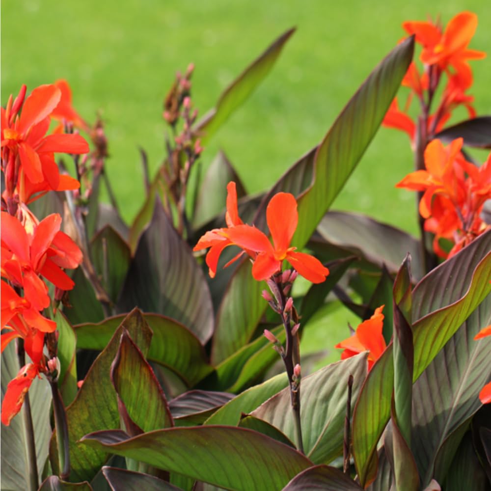 Mixrug canna lily brilliant yellow bloom brightens outdoor spaces.
