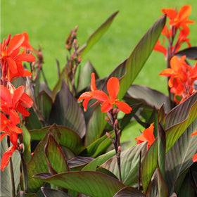 Mixrug canna lily brilliant yellow bloom brightens outdoor spaces.