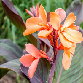 Mixrug canna lily foliage with lush green leaves for year-round appeal.
