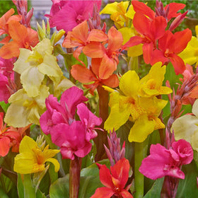 Mixrug canna lily planted in a garden bed showcasing dramatic color.