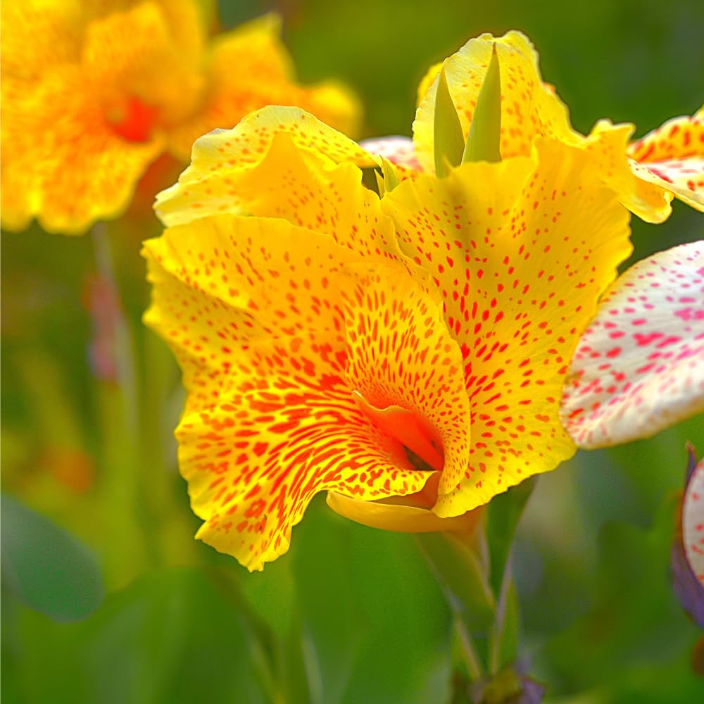 Mixrug canna lily seedling in a pot ready for container gardening.
