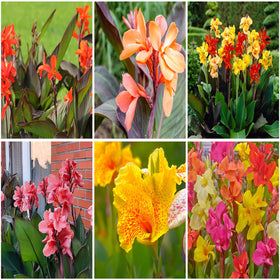 Mixrug canna lily seeds in a packet for sunny garden planting.