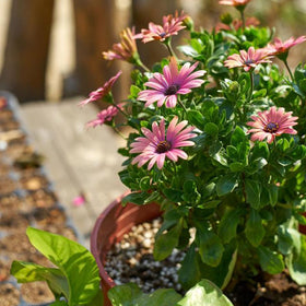 Mixrug Cape Daisy blooms in sunny borders with bright colors.