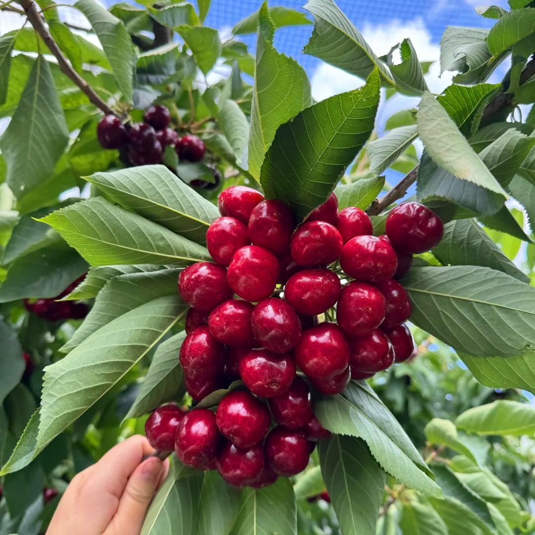 Mixrug cherry fruit harvest ready demonstrates edible reward potential.
