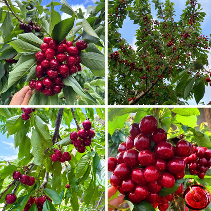 Mixrug Cherry Seeds packaging for 20-count non-GMO heirloom kit, ideal for home gardening.