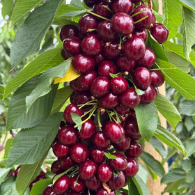 Mixrug cherry seeds planting closeup illustrates easy start in soil.