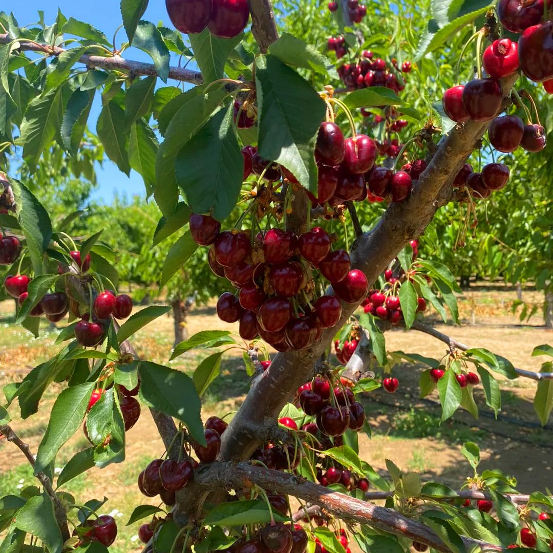 Mixrug cherry tree height mature image hints at impressive landscape presence.