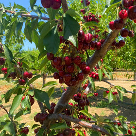 Mixrug cherry tree height mature image hints at impressive landscape presence.
