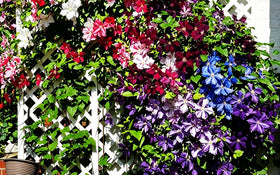 Mixrug clematis bloom close-up showing vibrant petals for focal color