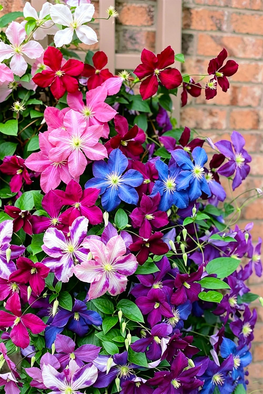 Mixrug clematis blooms on older branches offering early to mid-season color
