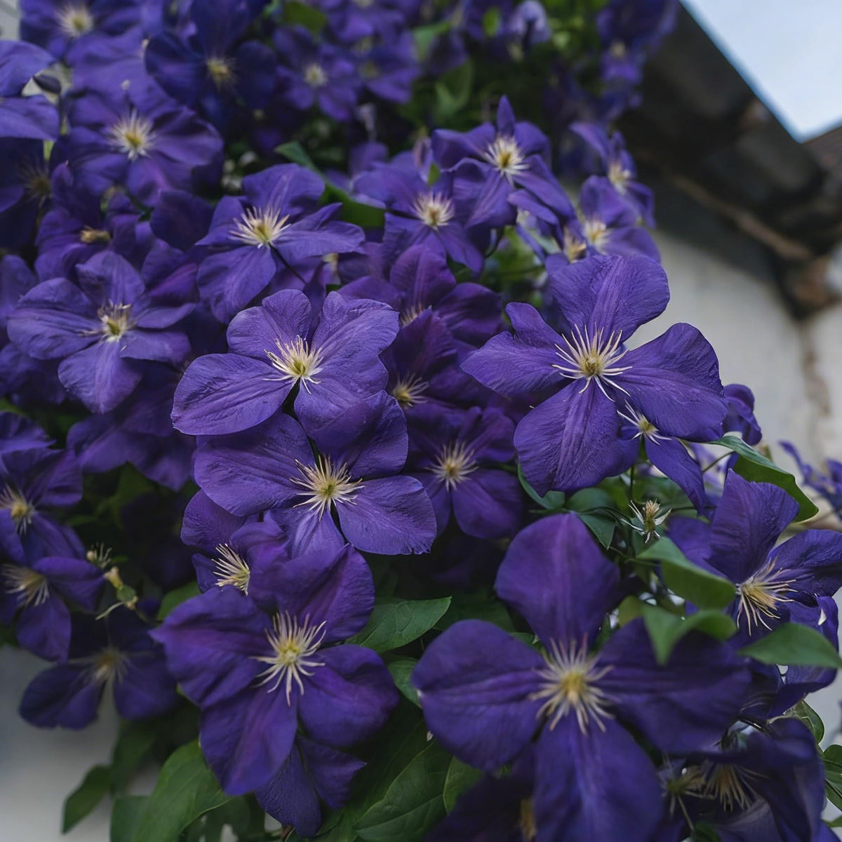 Mixrug clematis climbing trellis display adds vertical interest and shade.